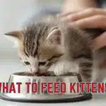 what to feed kittens